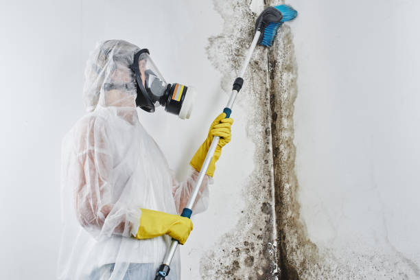 Best Local Mold Removal Service  in Painted Post, NY