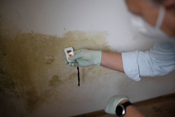 Office Mold Removal Services in Painted Post, NY