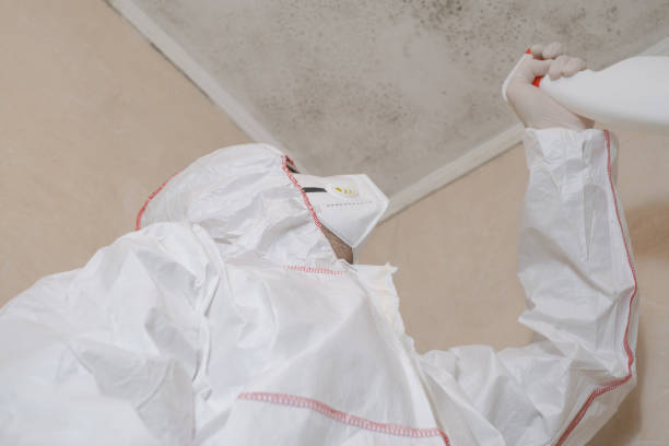 Professional Mold Removal in Painted Post, NY