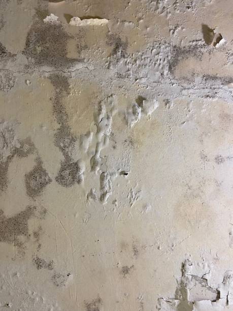 Best Mold Removal Near Me  in Painted Post, NY