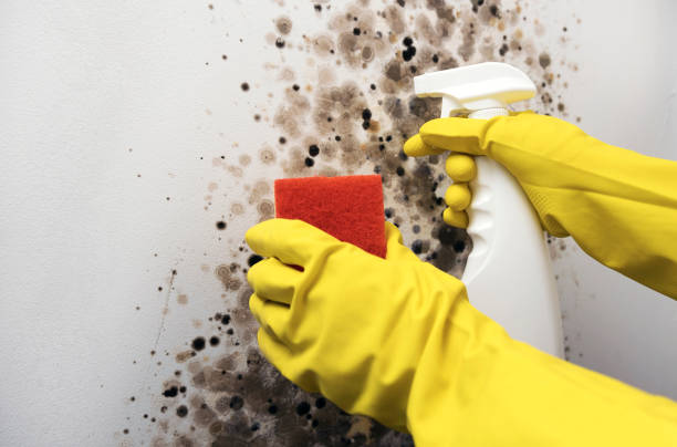 Best Black Mold Removal  in Painted Post, NY