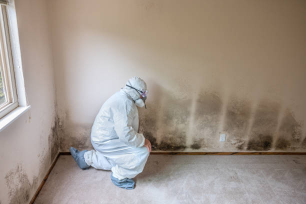 Best Attic Mold Removal  in Painted Post, NY