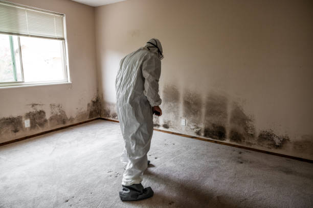 Best Toxic Mold Removal  in Painted Post, NY