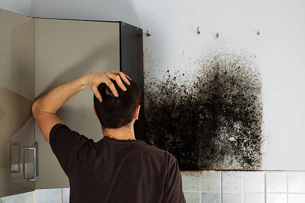 Best Local Mold Removal Service  in Painted Post, NY